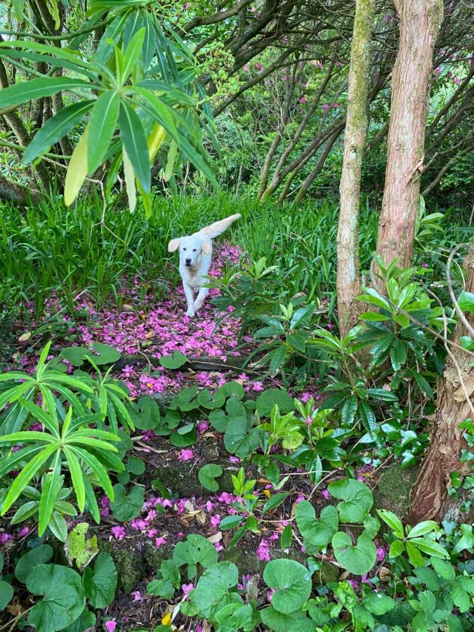 Glanleam'S Gardener'S Cottage Knights Town Esterno foto